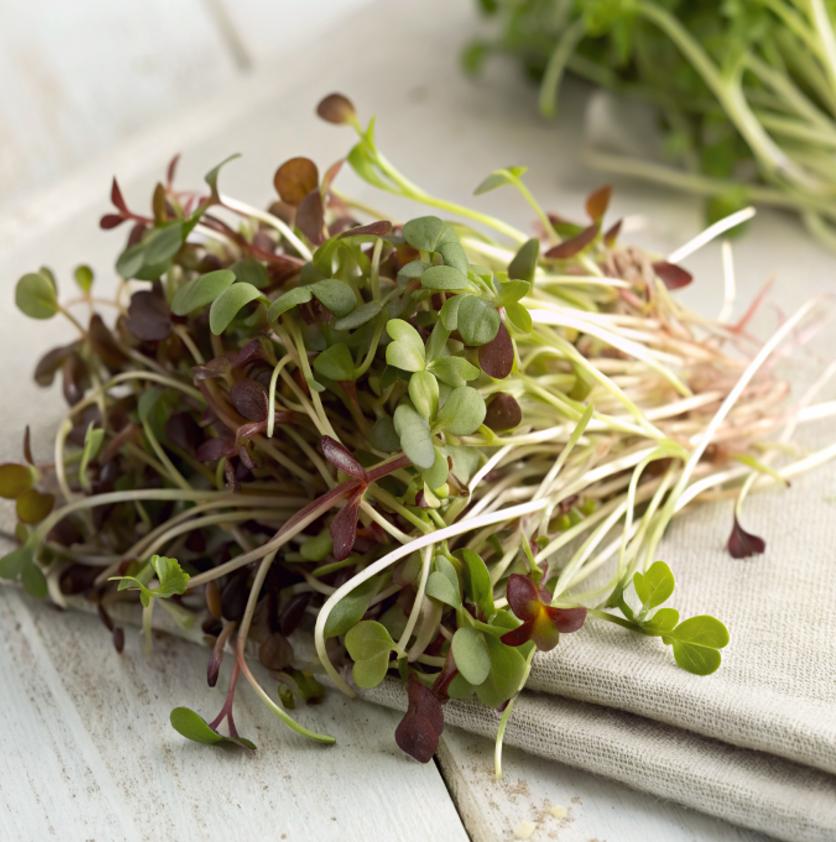 Microgreens Spicy Mix